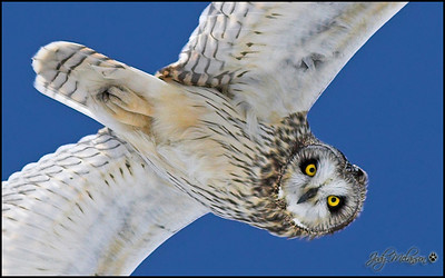  > Short Eared Owl heard my shutter going off and took a look at me.